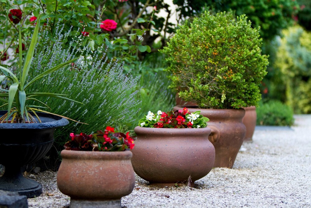 Garden