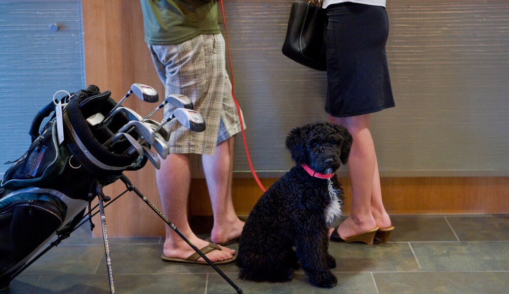 Pet-Friendly
