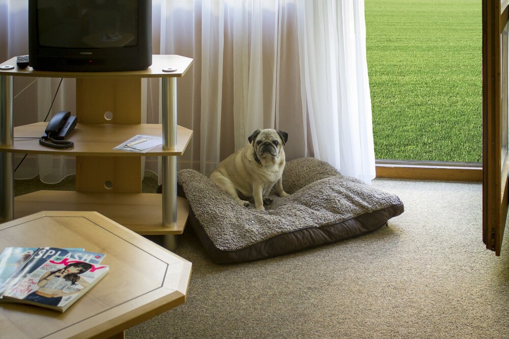 Pet-Friendly