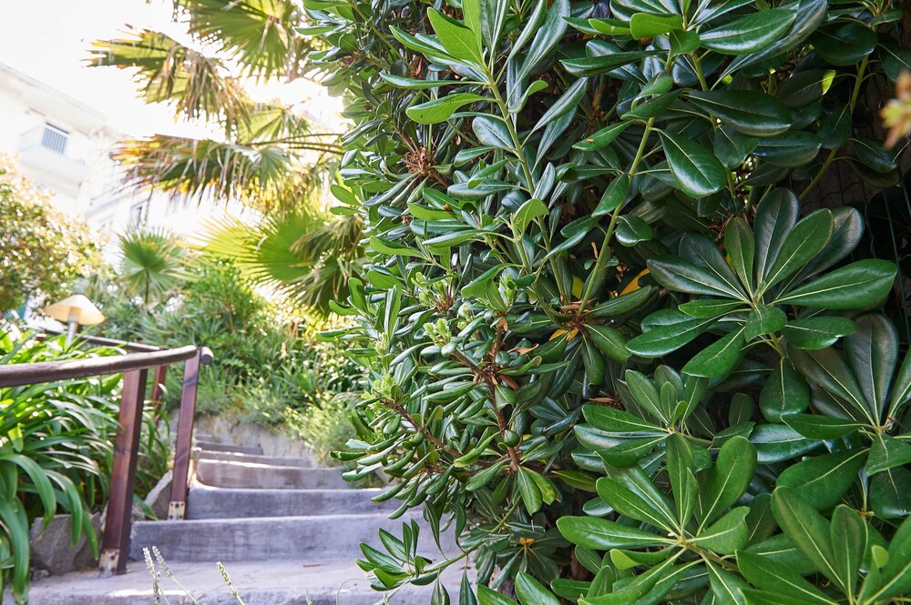 Giardino