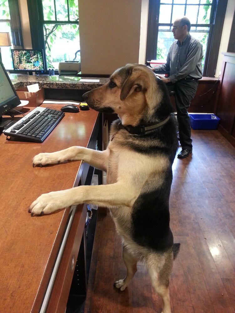 Pet-Friendly