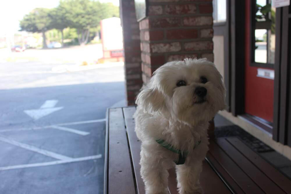 Pet-Friendly