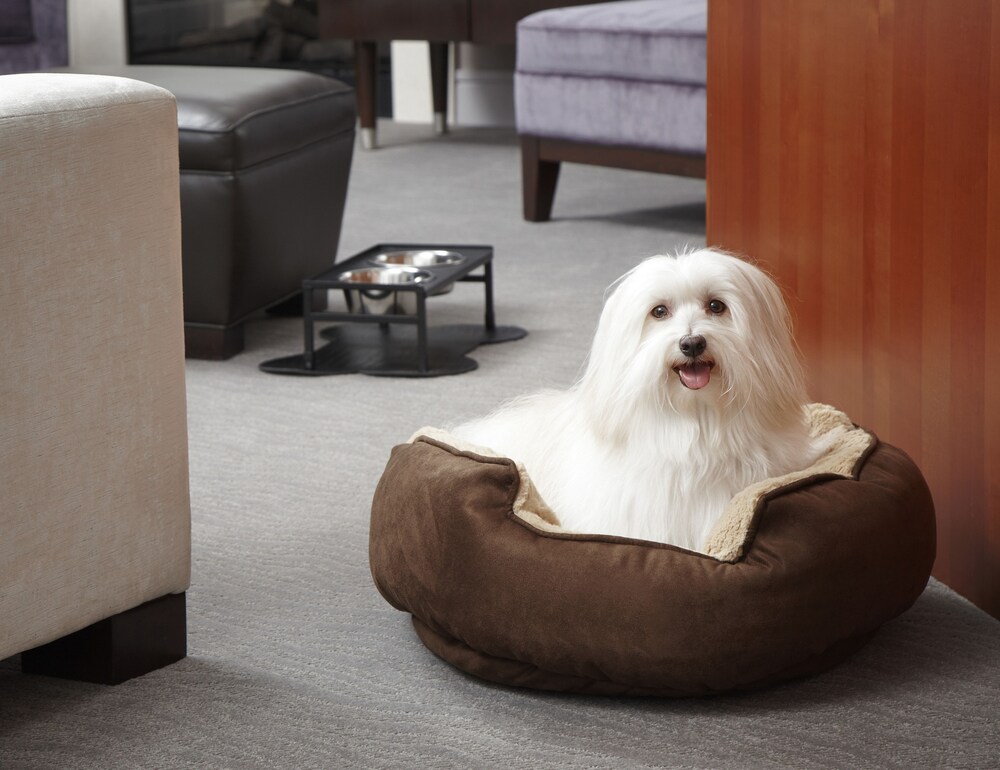 Pet-Friendly