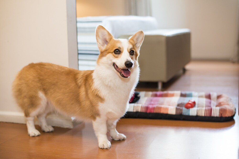 Pet-Friendly