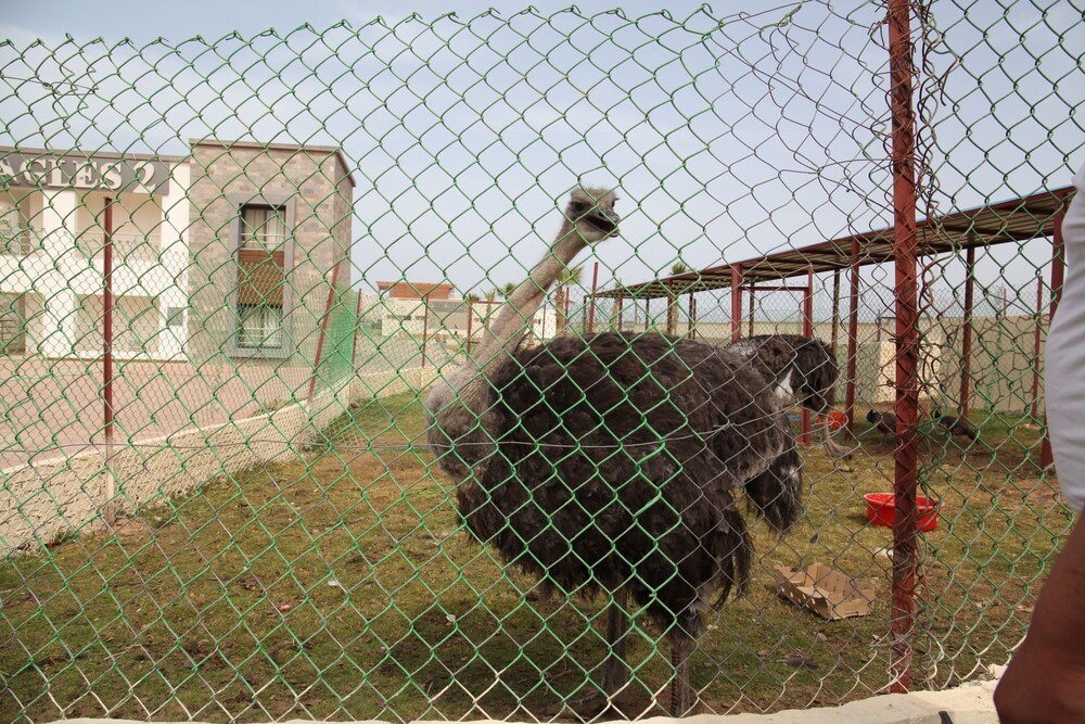 Animali domestici ammessi