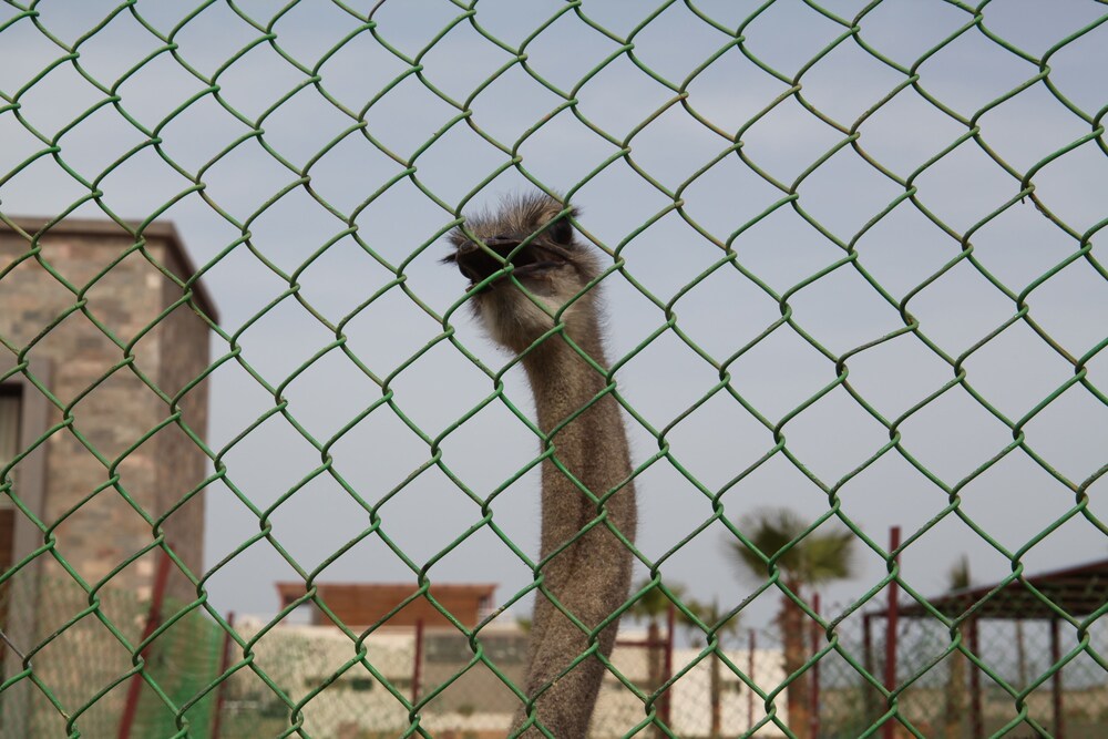 Animali domestici ammessi