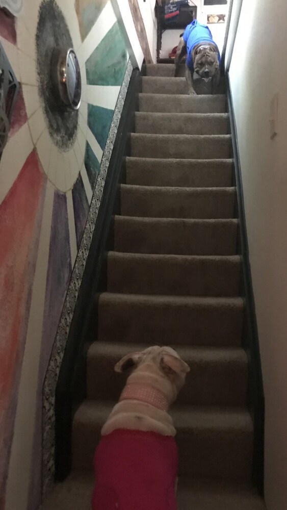 Pet-Friendly
