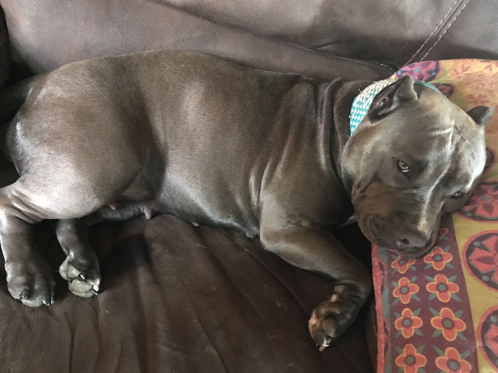 Pet-Friendly