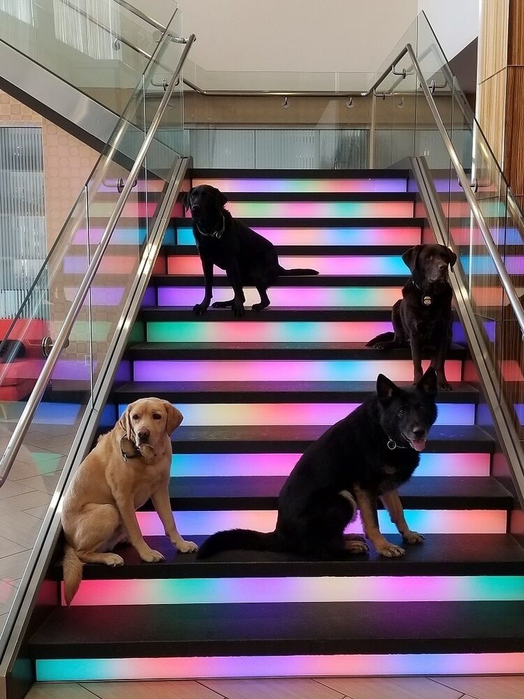 Pet-Friendly