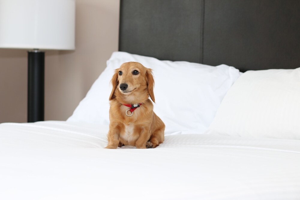 Pet-Friendly