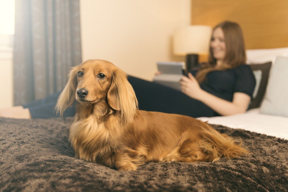 Pet-Friendly