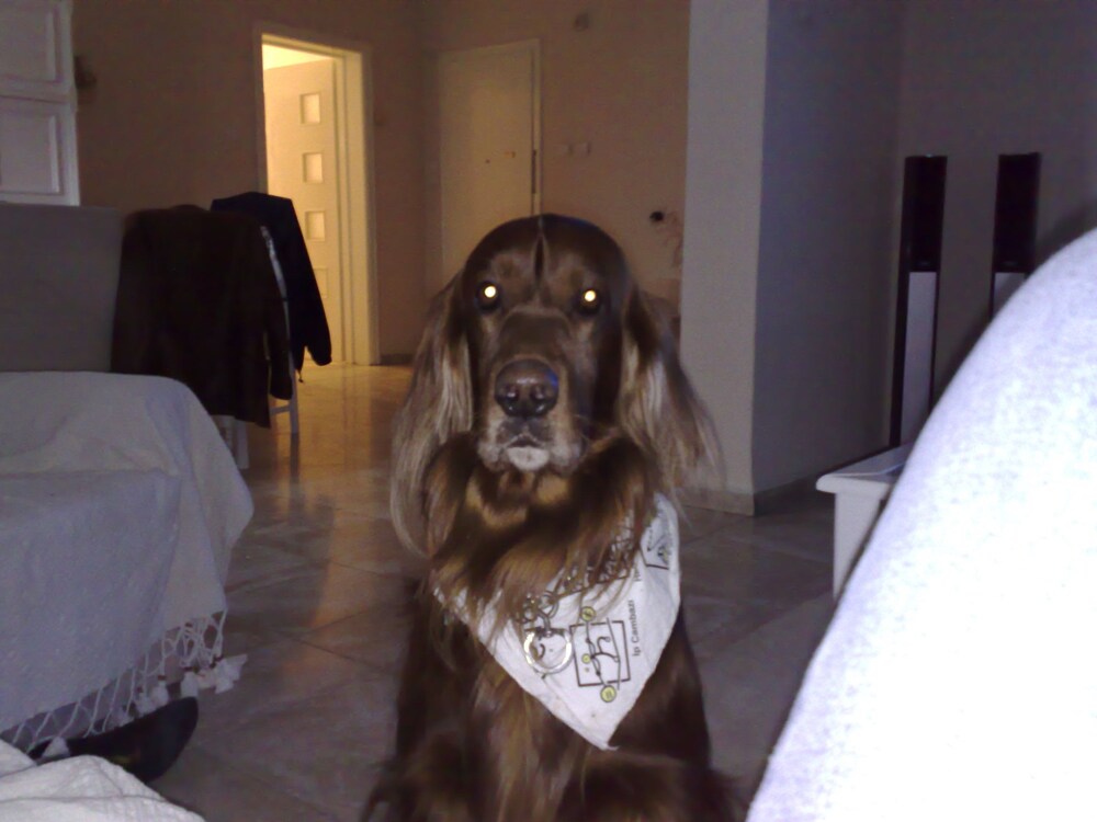 Pet-Friendly
