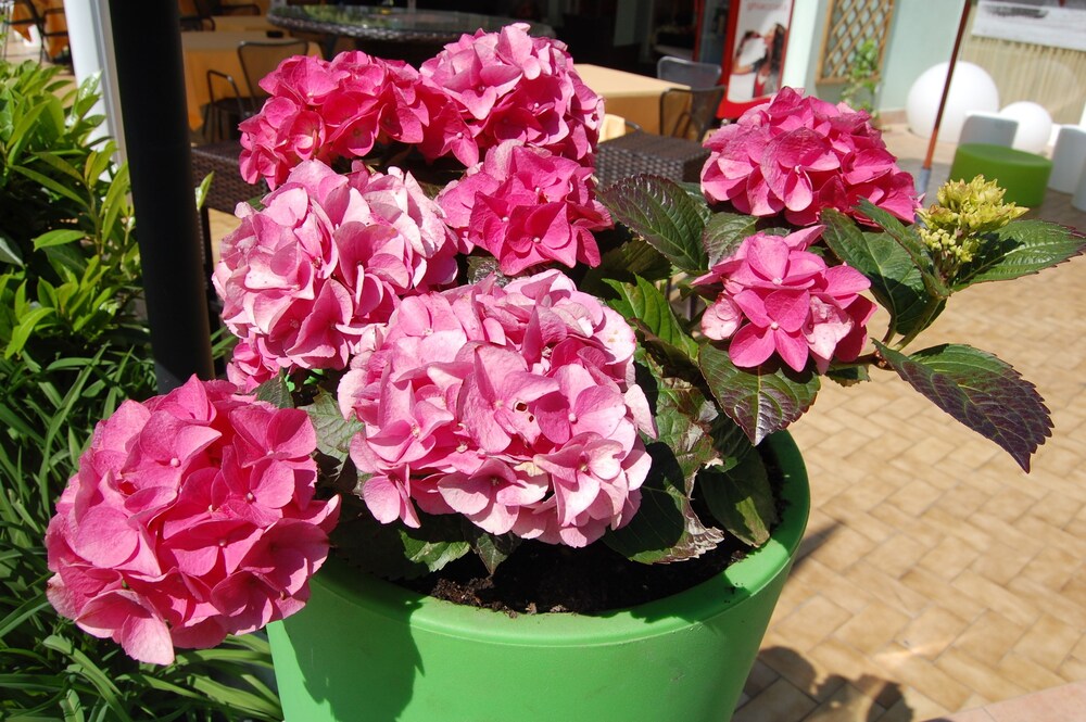 Giardino