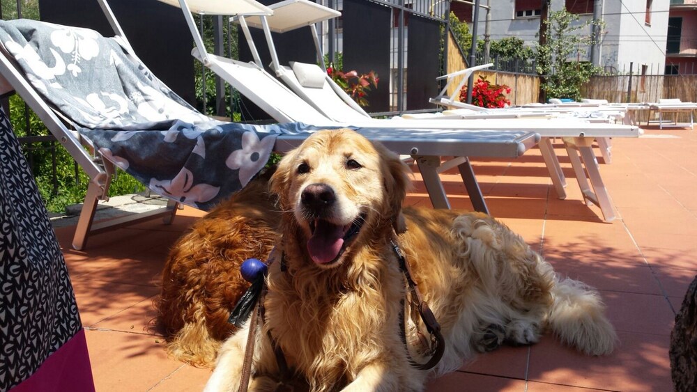 Animali domestici ammessi