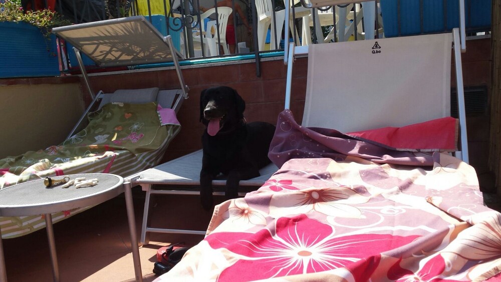 Animali domestici ammessi