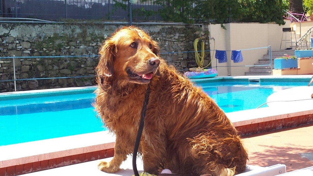 Animali domestici ammessi