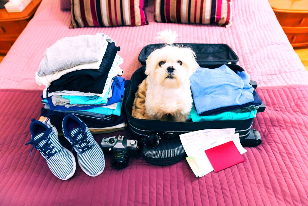 Pet-Friendly