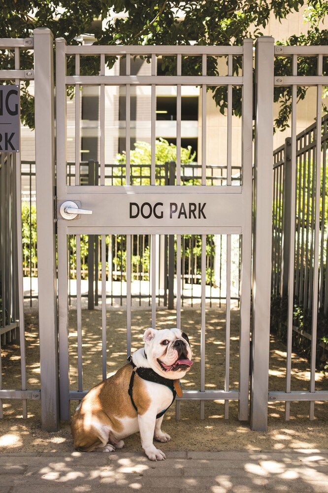 Pet-Friendly
