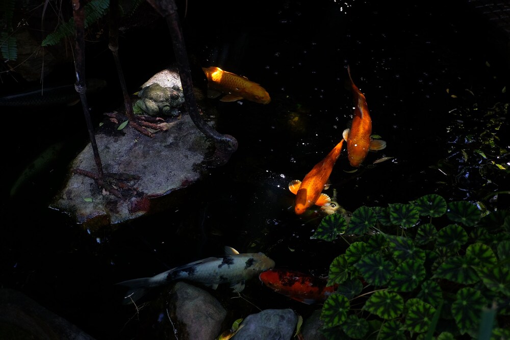 Natural Pool