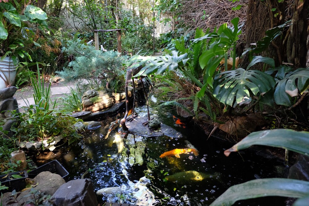 Natural Pool