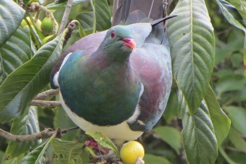 Kereru Cottage, tranquil and safe, close to Baddeleys Beach, Tawharanui