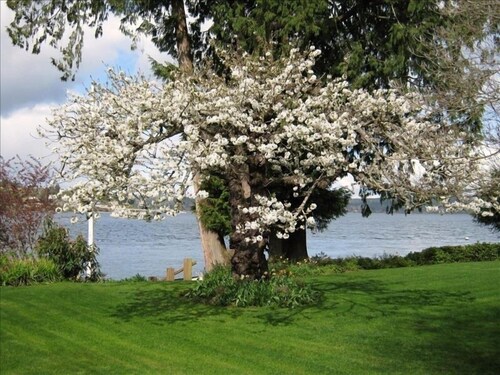 Bainbridge Island (Puget Sound):No-Bank Waterfront Sandy Beach