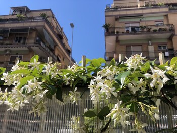 Flower Rooms