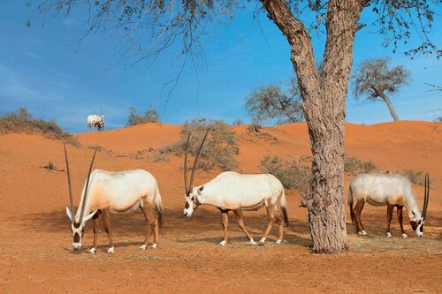 The Ritz-Carlton Ras Al Khaimah, Al Wadi Desert