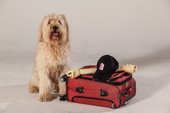 Pet-Friendly