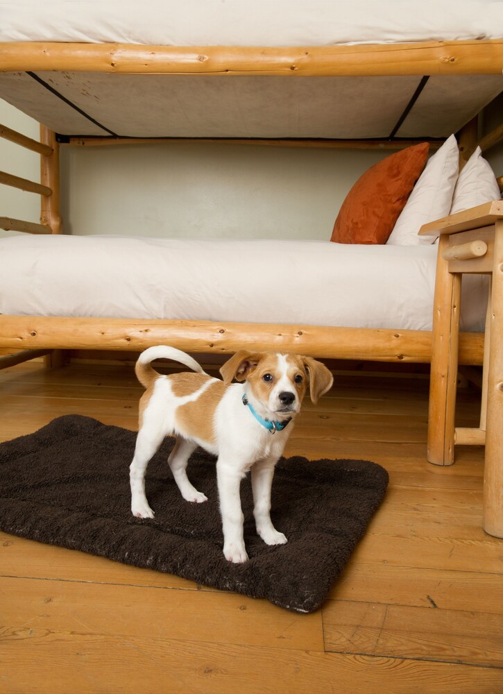 Pet-Friendly