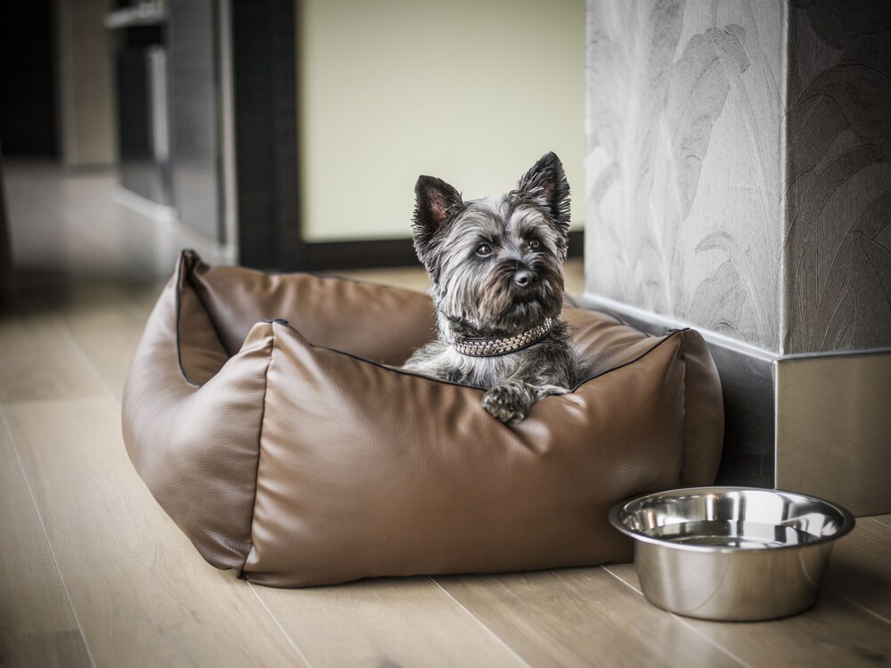 Pet-Friendly
