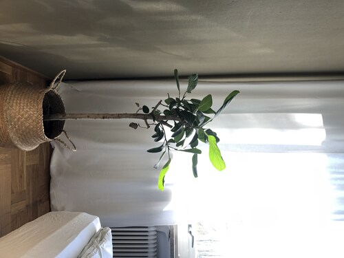 HEMMET – Simrishamns vandrarhem och B&B