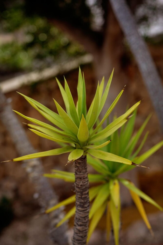 Jardín