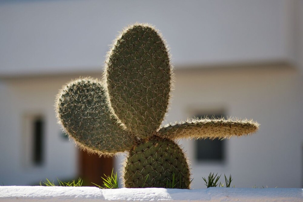 Jardines del establecimiento