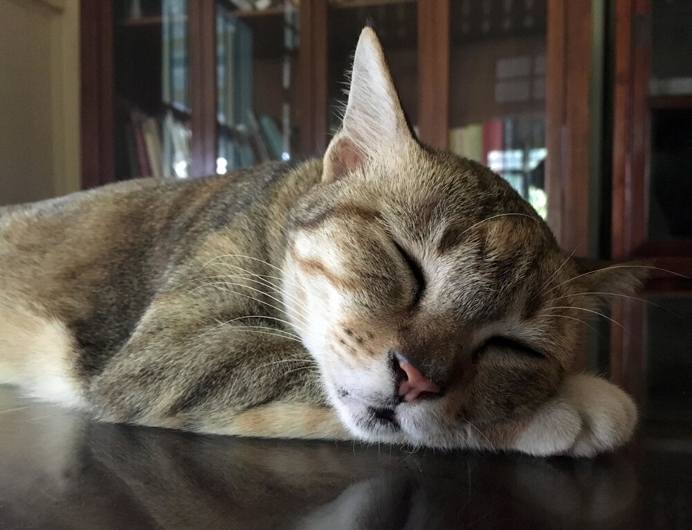 Pet-Friendly