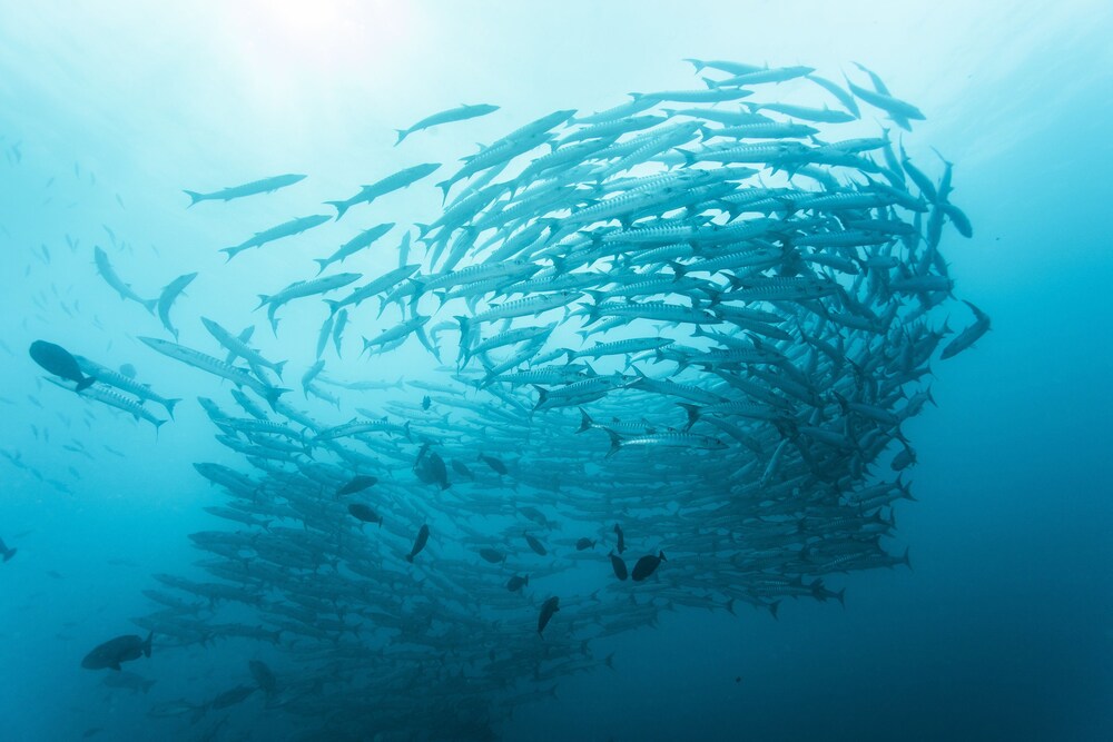 Fishing