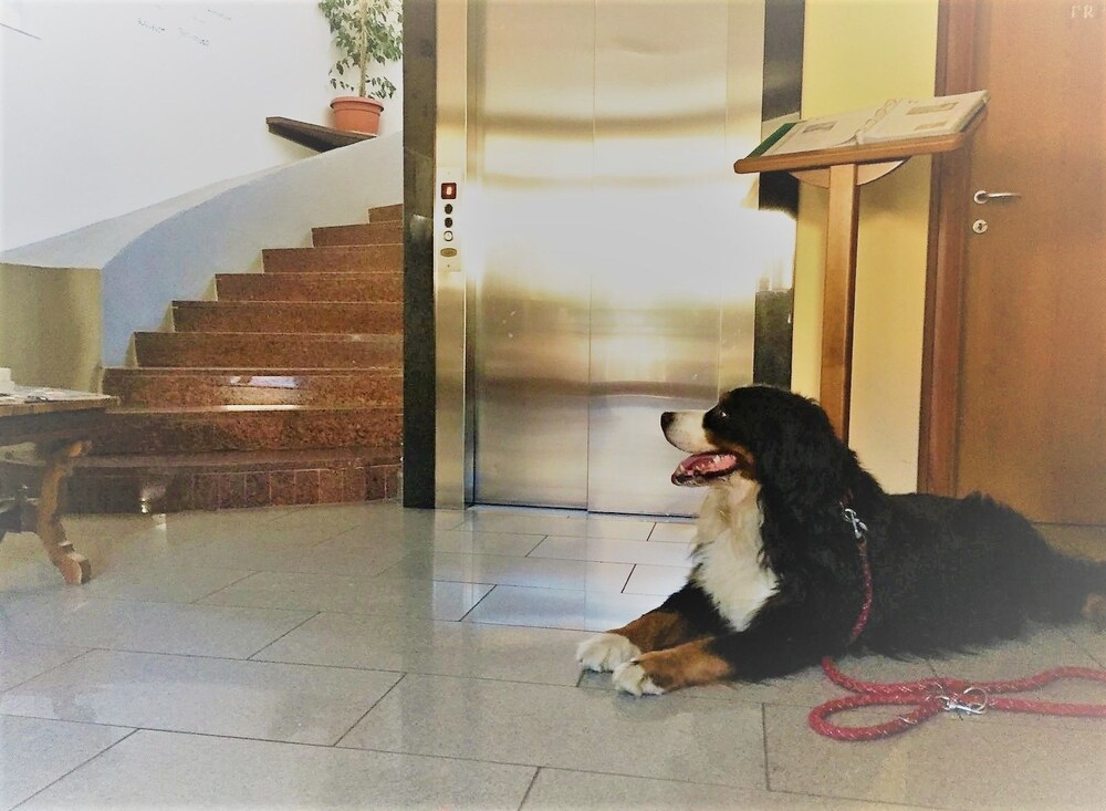 Animali domestici ammessi