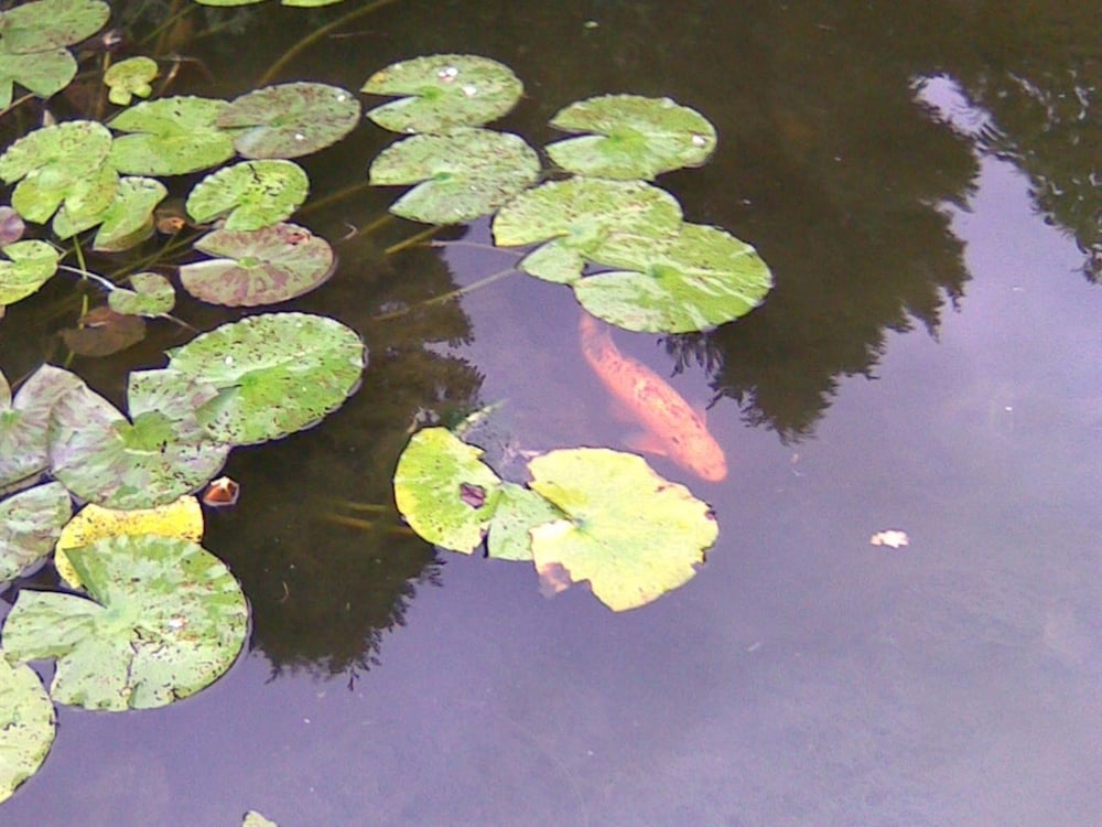 Lake View