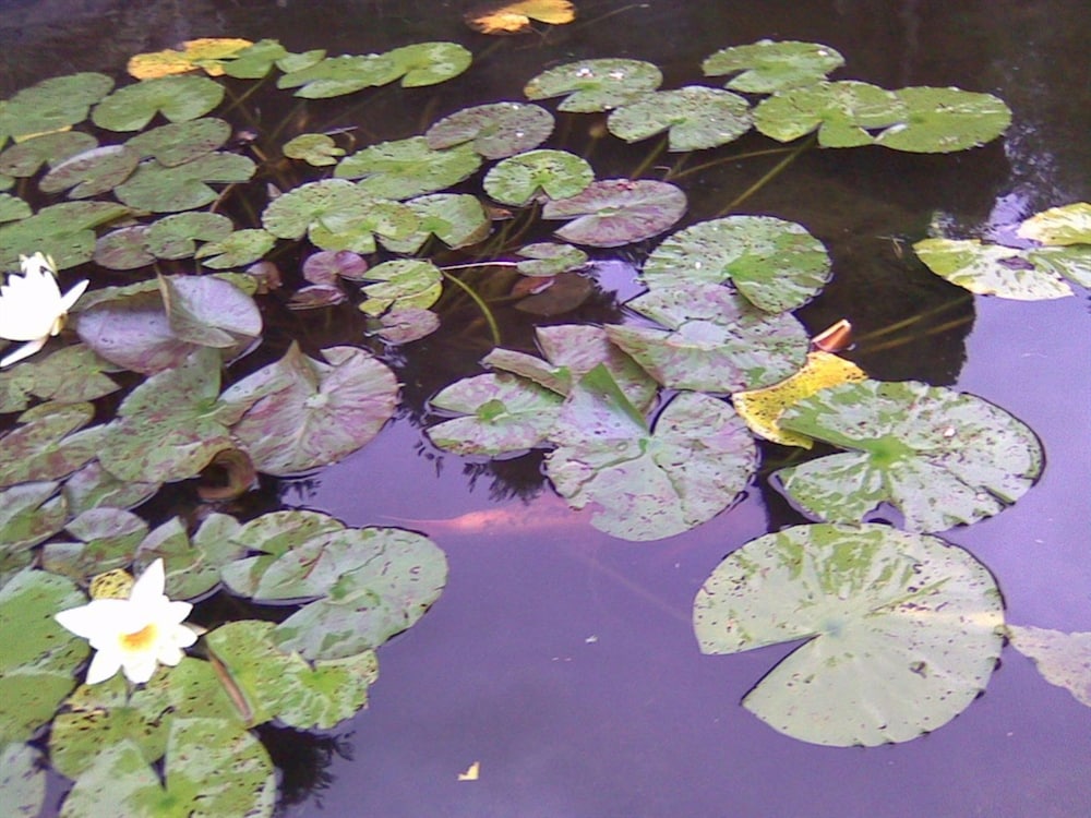 Lake View