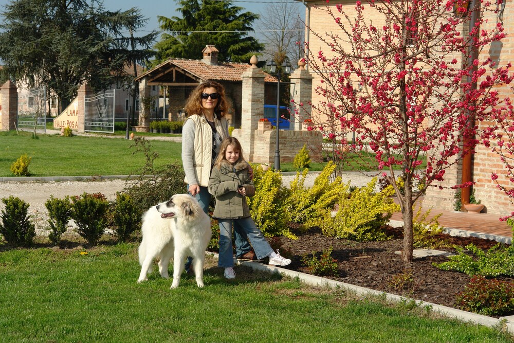 Pet-Friendly