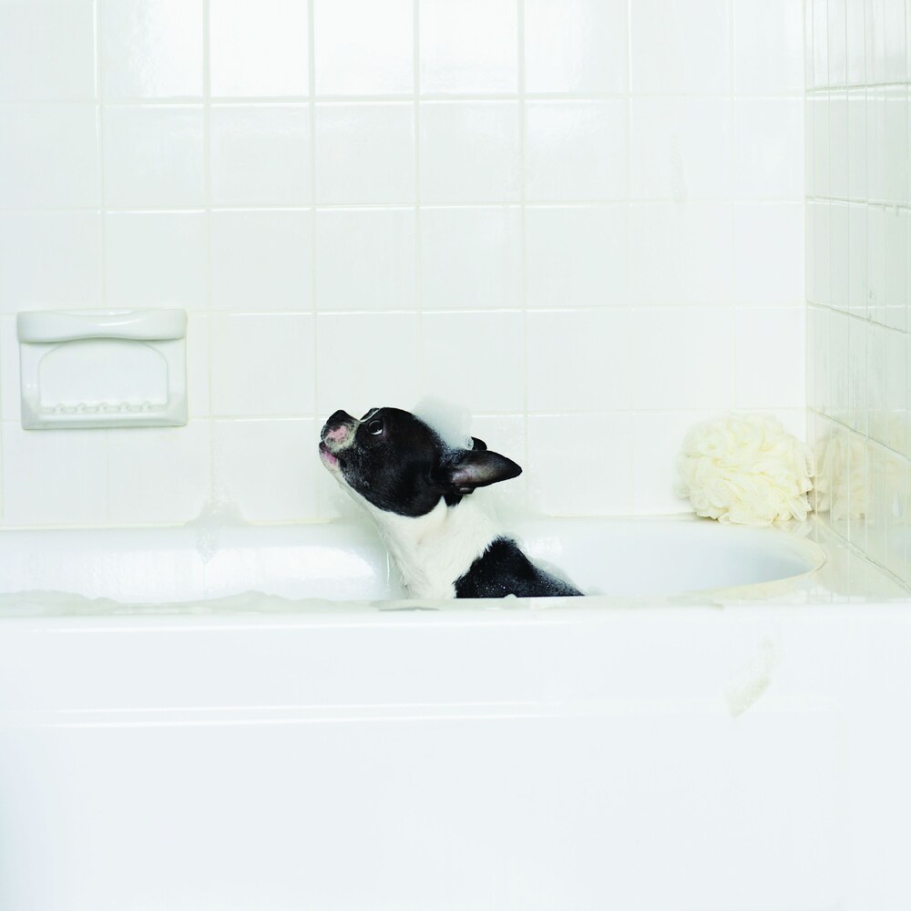 Pet-Friendly