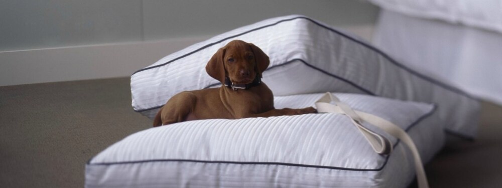 Pet-friendly, The Westin New York Grand Central