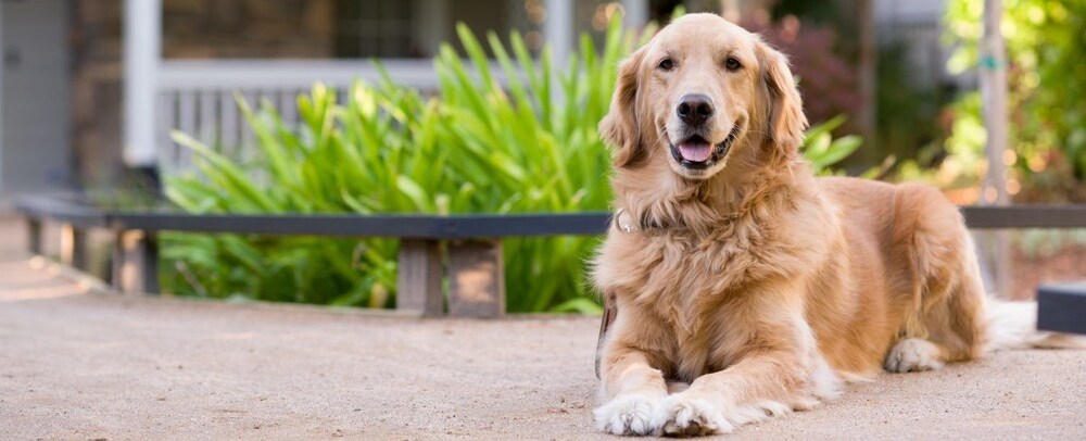 Pet-Friendly
