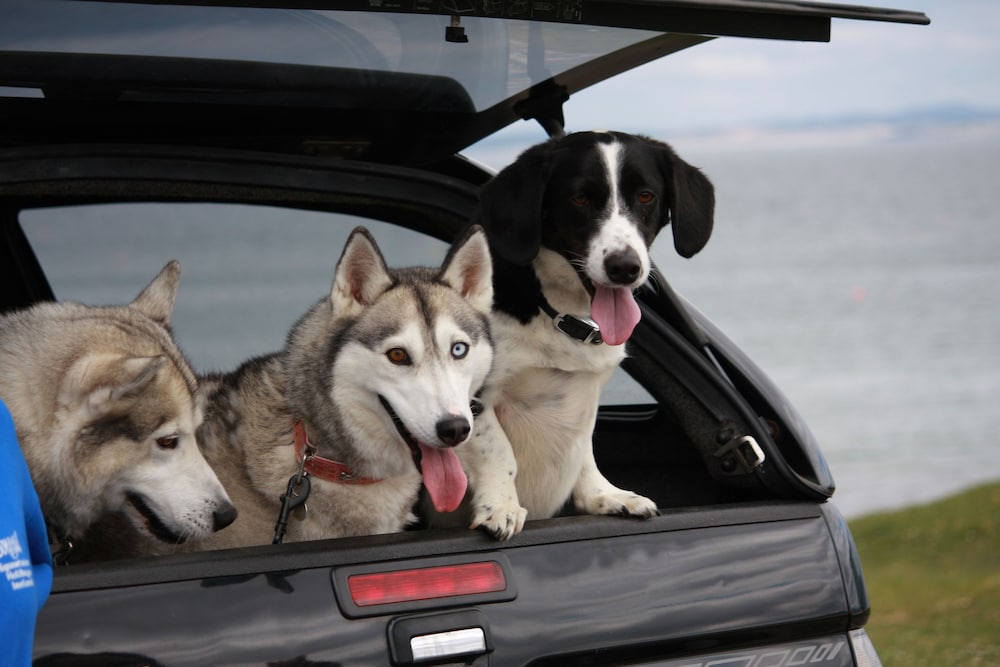 Pet-Friendly