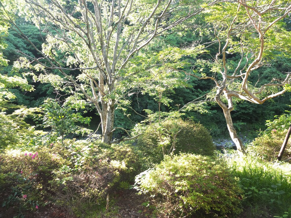 Guestroom View