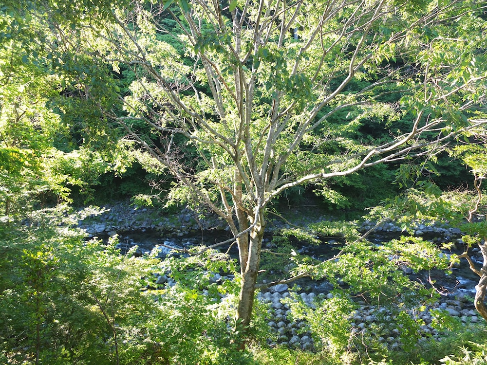 Guestroom View