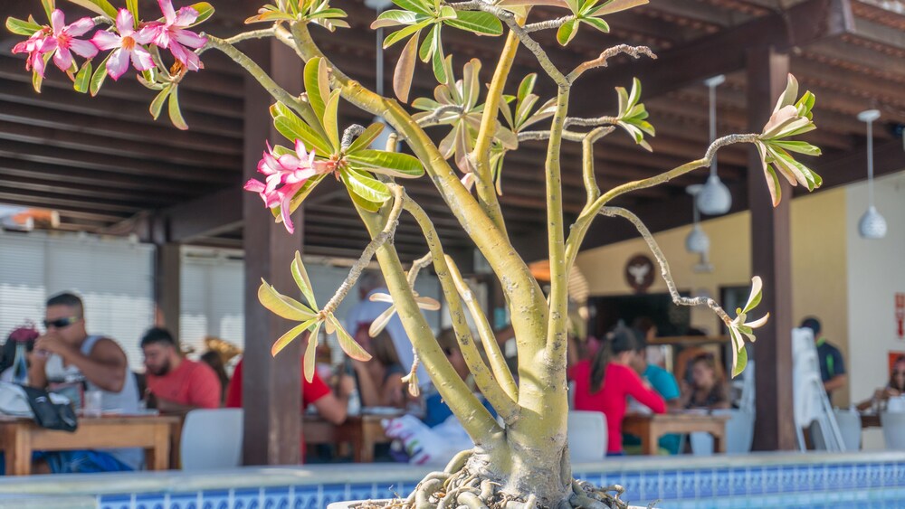 Bar na beira da piscina