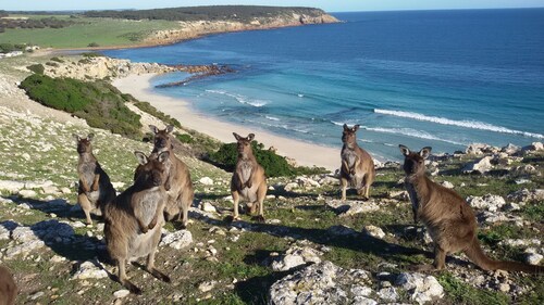 Waves and Wildlife