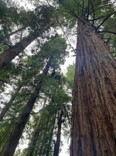 Heart of the Redwoods-Wapiti Cottage