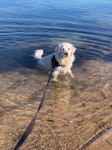 Pet Friendly 2 min walk to Beach, Shops, 5 min walk to Dog Beach Tassells Cove